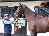 NH051025-50 - Thewoodcorner